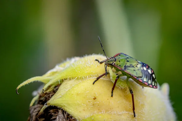 Escudo Verde Sul Bug Verdura Verde Bug Nezara Viridula Girassol — Fotografia de Stock