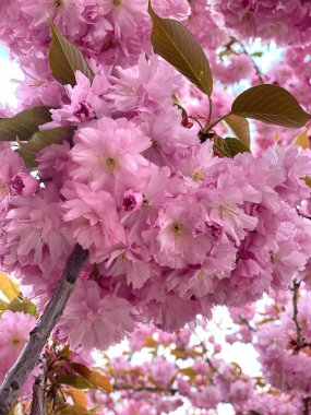 Dinyeper Ukrayna 'da Sakura 