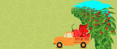 Truck loaded with Carolina Reaper peppers or HP22B. Chili peppers. Agricultural field. Harvest season. Horizontal banner. Isolated vector illustration