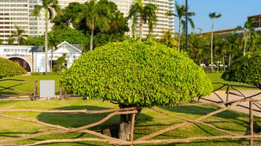 Binanın önüne dikilmiş küçük ağaç ve güzelce budanmış.. 