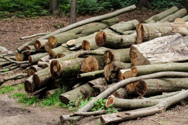 Yol kenarındaki ormanda ağaç kütükleri.