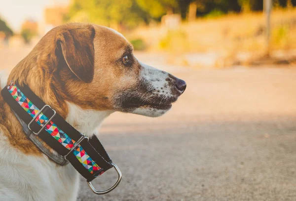 阳光明媚的大街上有领子的相貌狗 — 图库照片
