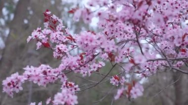 Yakın çekim badem çiçeği rüzgarda sallanıyor.