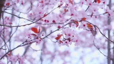 Yakın çekim badem çiçeği rüzgarda sallanıyor.