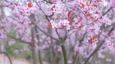 Yakın çekim badem çiçeği rüzgarda sallanıyor.