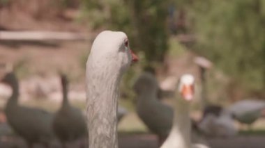 Güneşli bir günde sakin görünen vahşi beyaz kaz.