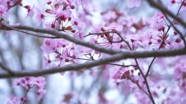 Yakın çekim badem çiçeği rüzgarda sallanıyor.