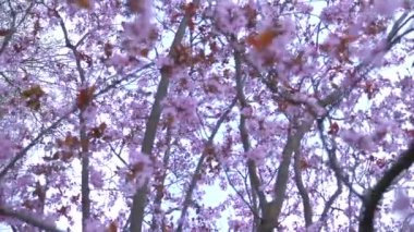 Yakın çekim badem çiçeği rüzgarda sallanıyor.