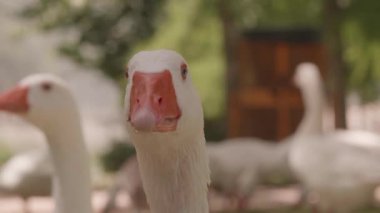 Güneşli bir günde sakin görünen vahşi beyaz kaz.