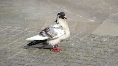 Siyah beyaz güvercin sokağa bakıyor..