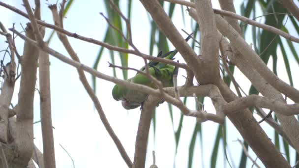 Dva Zelení Ptáci Cotorras Mají Sex Větvi Stromu Cdiz — Stock video