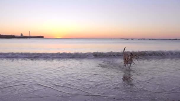 Pies Bawiący Się Gałęzią Plaży Cdiz Caleta Zachodzie Słońca Czystym — Wideo stockowe