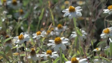 Güneşli bir yaz gününde tarlada vahşi papatyalar. 
