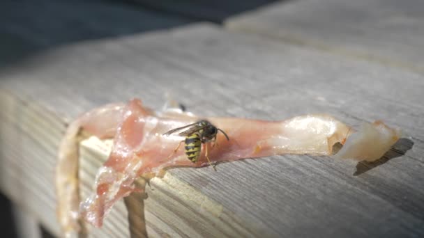 Wasp Jíst Kus Šunky Hnědém Dřevěném Stole Piknik Oblasti Slunečného — Stock video