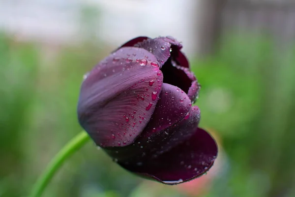 Tulip Ungu Dengan Tetes Embun — Stok Foto