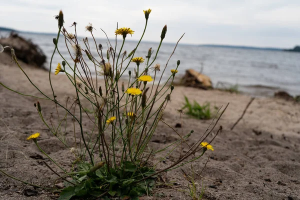 Sahilde sarı çiçekler