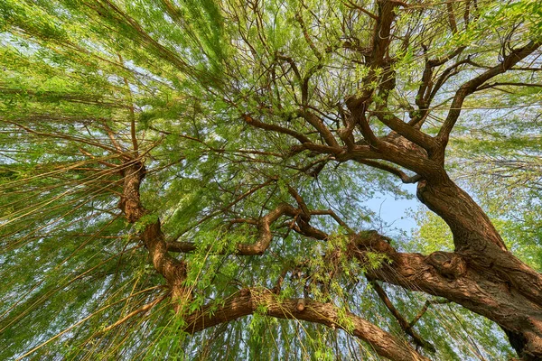 Follaje Sauce Llorón Salix Babylonica Luz Primavera Temprana Con Ultra —  Fotos de Stock