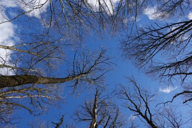 Mavi huş ağacı öğle vakti sırılsıklam olmuş.