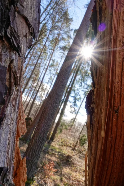 Θέα Μέσα Από Σπασμένο Δέντρο Προς Τον Ήλιο — Φωτογραφία Αρχείου