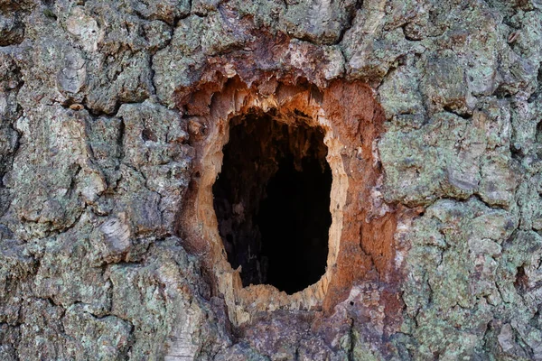 Ormandaki Bir Ağaçta Delik — Stok fotoğraf