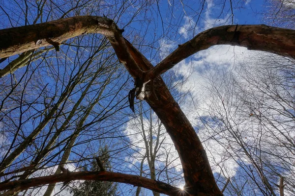 Haeslacher Orman Zemininde Örümcek Dalları Gibi — Stok fotoğraf