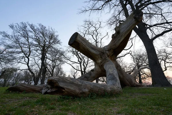 Albero Abbattuto Sembra Una Persona Sdraiata Sui Gomiti Mattina Presto — Foto Stock