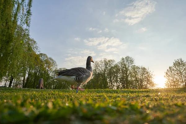 シュトゥットガルト城庭園の緑の牧草地で灰色のガチョウの日の出を見て 深い視点 — ストック写真