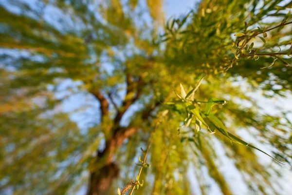 Follaje Sauce Llorón Salix Babylonica Luz Primavera Temprana Con Ultra —  Fotos de Stock