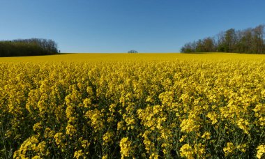 Fırtına sırasında çekilen Swabian Albleri üzerindeki tecavüz tarlası, arka plandaki ağaç sınırı