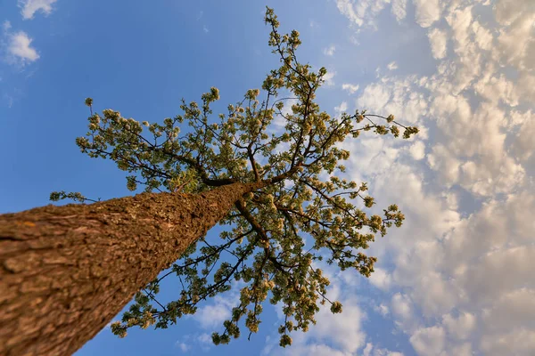 Piccolo Melo Brilla Alla Luce Della Sera Primavera Fiori Brillano — Foto Stock