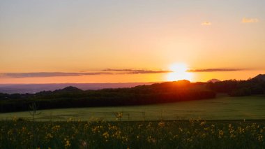 Orman ağaçlarının önünde gün batımı. Ön planda kolza ve buğday tarlası, küçük bulutlar görülebilir. Stoetten, Almanya.