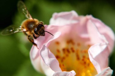 Pembe çiçekli küçük arı. Almanya.