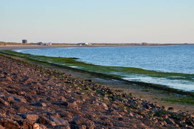Hollanda 'da Kuzey Denizi plajı, mavi suyun önünde gri taşlar ve yeşil çimenler. Hollanda.
