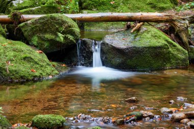 Güzel şelalenin tek şelalesi bir ağaç gövdesinin altında. Çakıl taşlı küçük bir gölet. Taşlarda yosun formları var. Almanya.