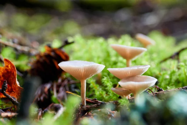 Countersunk Shaped Mushrooms Mossy Surface Have White Orange Color Germany — Stock Photo, Image