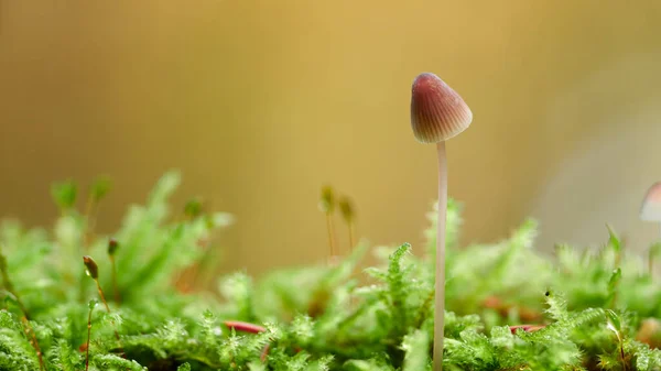 Tiny Mushroom Grows Moss Floor Soft Yellow Background Germany — Stock Photo, Image