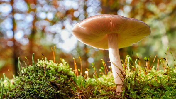 Mushroom Autumn Light — Stock Photo, Image