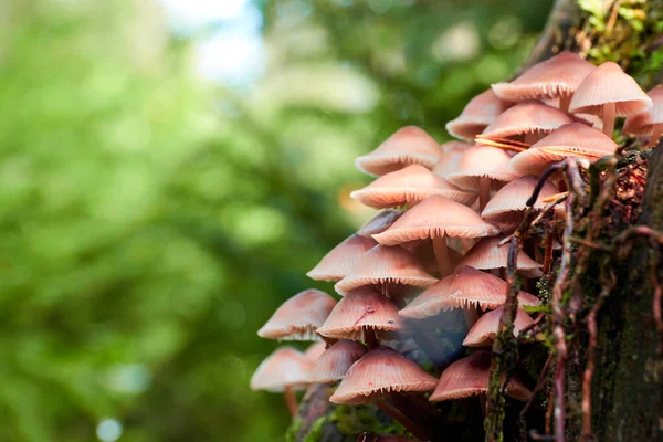 Mushrooms Grow Building Trunk Autumn — Stock Photo, Image