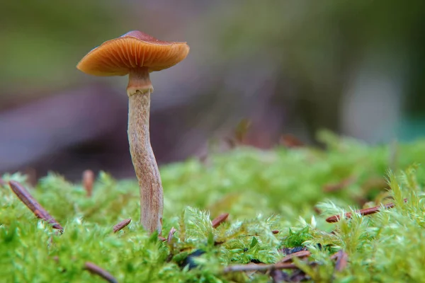 Small Mushroom Brown Cap Long Stem Grows Green Moss Floor — Stock Photo, Image