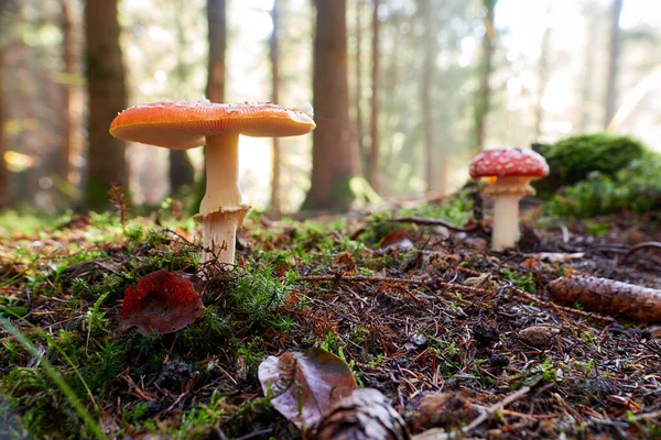 Poisonous Mushrooms Grow Forest Floors Brown Foliage Tall Tree Trunks — Stock Photo, Image