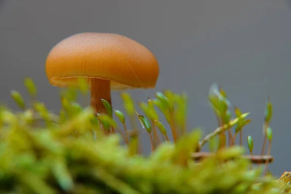 Tiny Mushroom Yellow Hemispherical Cap Grows Green Mossy Surface Gray — Stock Photo, Image