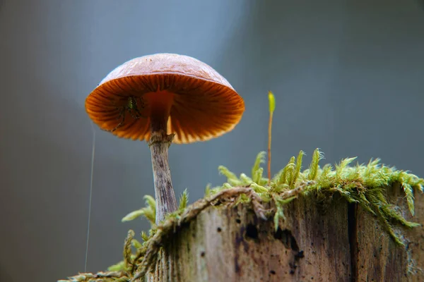 Spider Brown Hemispherical Mushroom Cap Mushroom Stands Tree Trunk Which — Stock Photo, Image