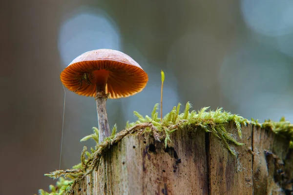 Spider Brown Hemispherical Mushroom Cap Mushroom Stands Tree Trunk Which — Stock Photo, Image