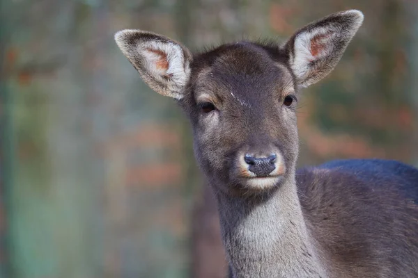 Bambi Również Odłogiem Młodych Jeleni Przodu Czarny Las Niemcy — Zdjęcie stockowe