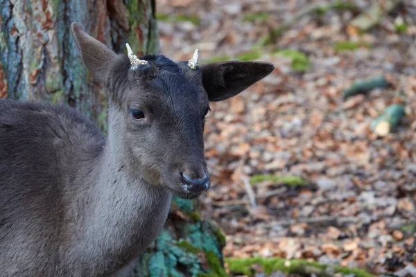 Jeune Cerf Jachère Avec Petites Cornes Devant Tronc Arbre Épais — Photo