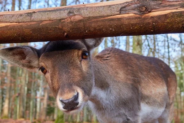 Bambi Also Young Fallow Deer Looks Out Transverse Brown Branch — Stock Photo, Image