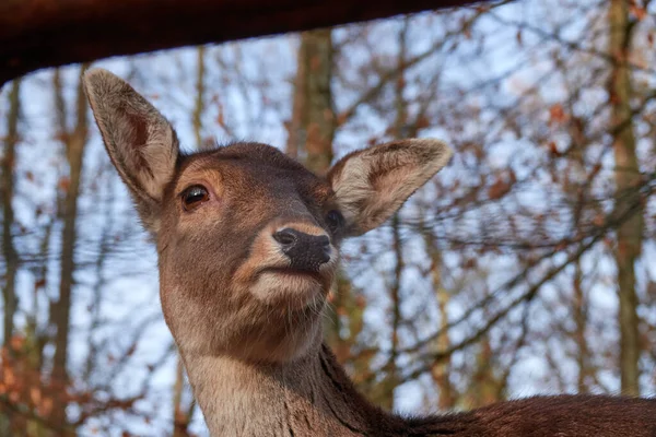 Bambi Również Młody Daniele Wychodzi Spod Poprzecznej Brązowej Gałęzi Lesie — Zdjęcie stockowe