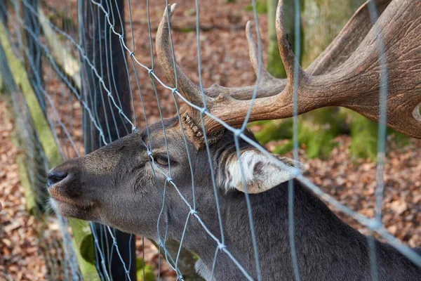 Kırmızı vahşi geyik dar bir çitten geçer. Kara Orman, Almanya.
