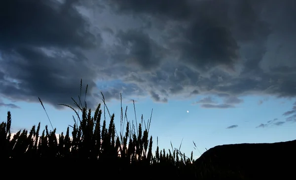 Sylwetka Pszeniczny Pole Błękitny Niebo Chmura Księżyc Alb Swabian Niemcy — Zdjęcie stockowe