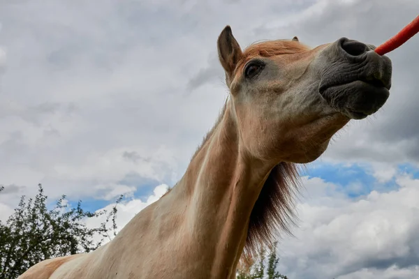 Hnědý Domácí Kůň Equus Caballus Krmen Červenou Mrkví Obloha Šedými — Stock fotografie